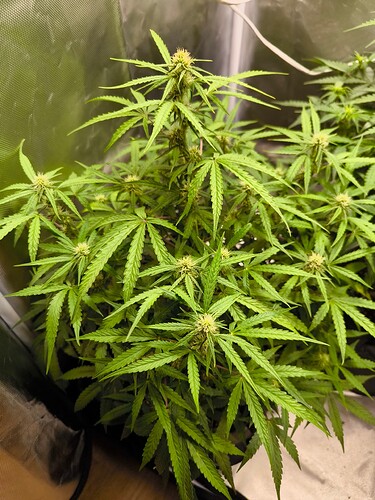 Growreport Bild 4