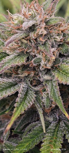 IMG_20240811_133940