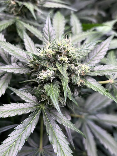 Growreport Bild 59