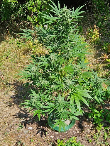 Growreport Bild 1