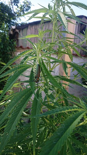 K6