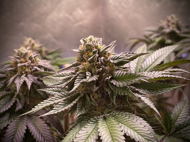 Growreport Bild 12