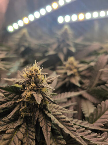 Nahaufnahme eines Cannabis-Buds in der Blütephase unter LED-Beleuchtung.