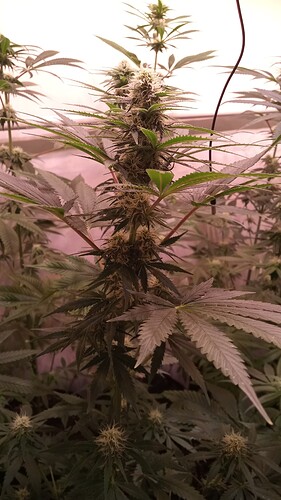 Growreport Bild 51
