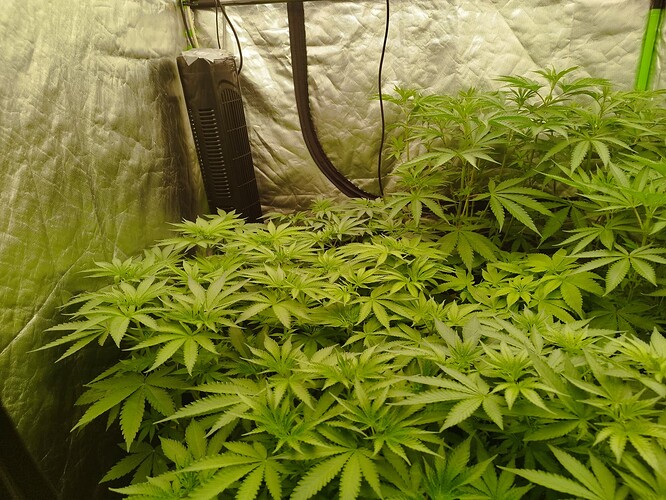 Mehrere junge Cannabispflanzen in einem Zelt, die sich in der Wachstumsphase befinden. Ein Ventilator ist an der Wand des Zeltes befestigt.