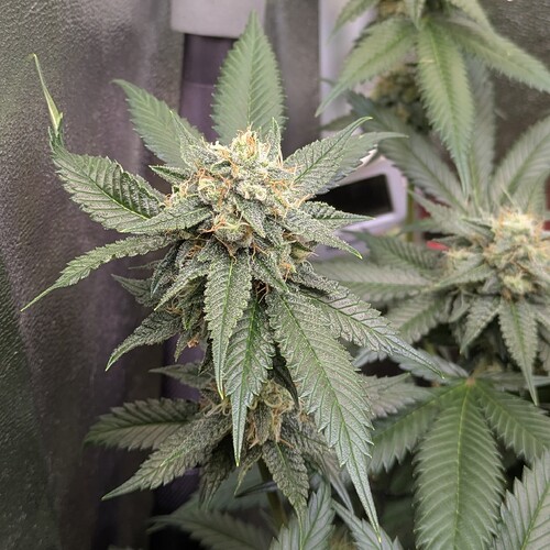 Growreport Bild 9