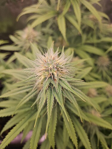 Growreport Bild 11