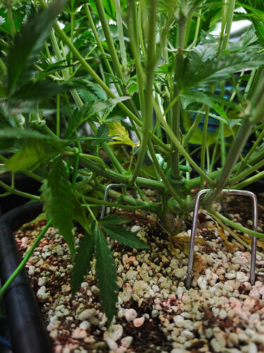 Growreport Bild 51