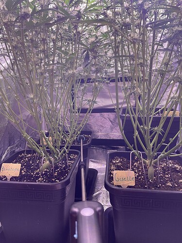 Growreport Bild 9