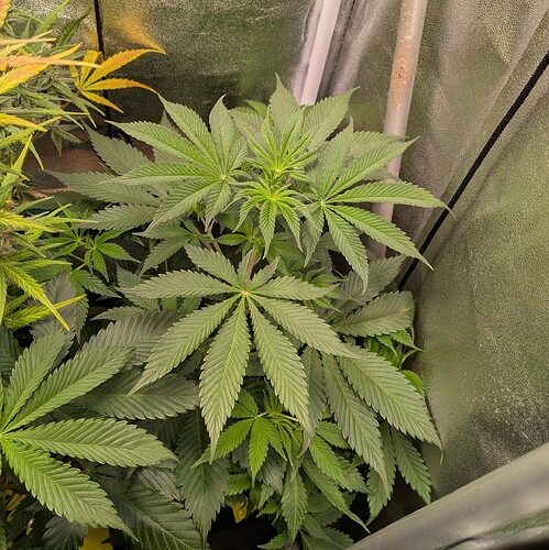 Growreport Bild 8
