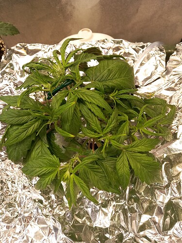 Growreport Bild 7