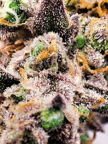 Growreport Bild 34