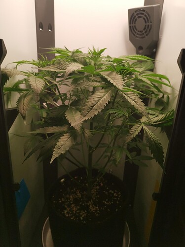 Growreport Bild 6