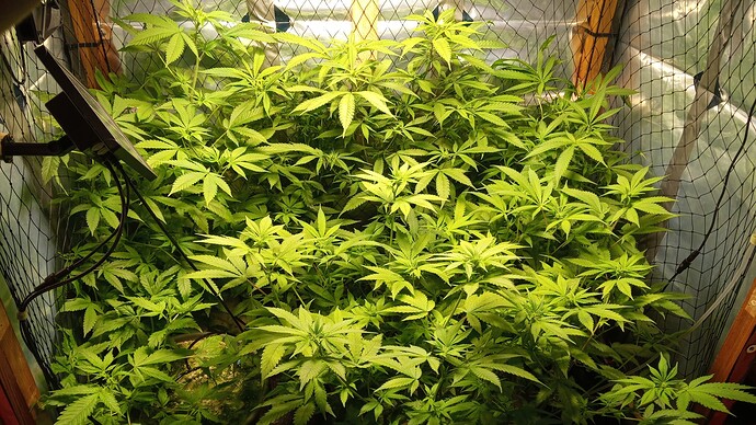 Growreport Bild 6