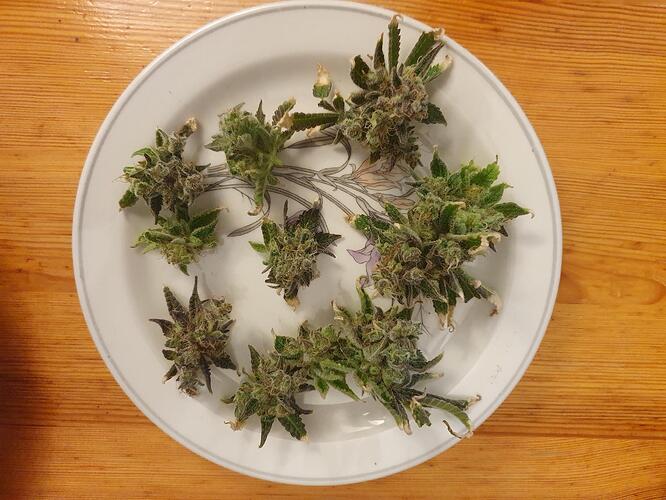 Growreport Bild 30