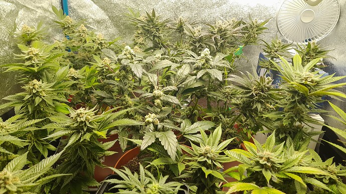 Growreport Bild 3