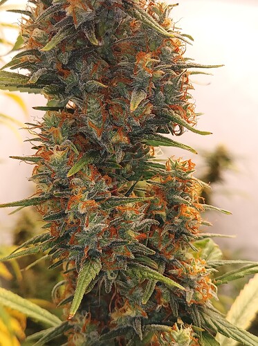 Growreport Bild 9