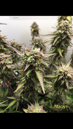 Growreport Bild 30