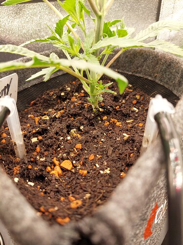 Growreport Bild 5