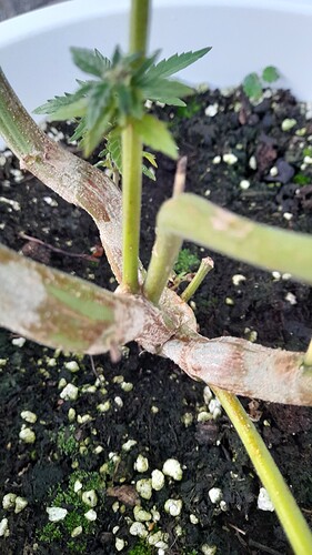 Growreport Bild 4