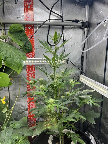 Growreport Bild 35