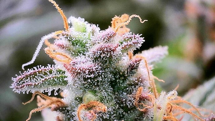 Growreport Bild 20