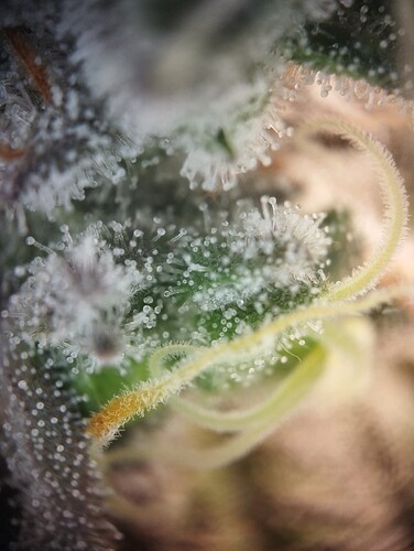 Growreport Bild 13