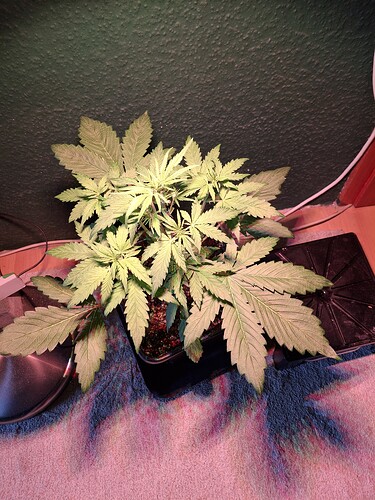 Growreport Bild 1
