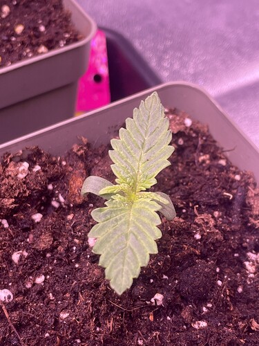 Growreport Bild 12