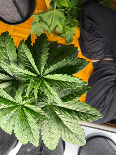 Growreport Bild 30