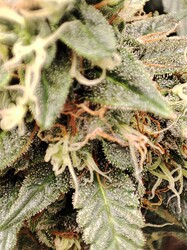 IMG_20250613_184023
