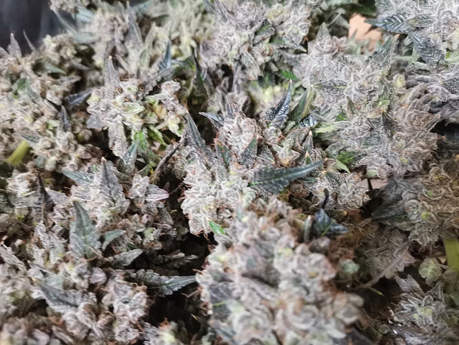 Growreport Bild 9