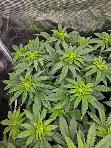 Growreport Bild 6