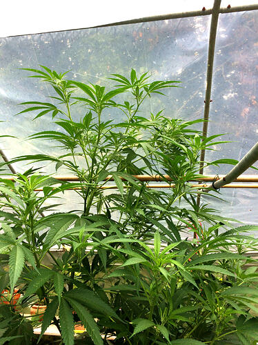 Grow26_0817_06