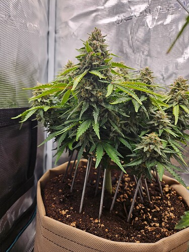 Growreport Bild 7