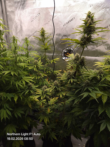 Drei Cannabis-Pflanzen in einer Growbox, die sich in der Blütephase befinden.