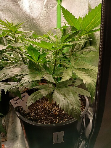 Growreport Bild 22