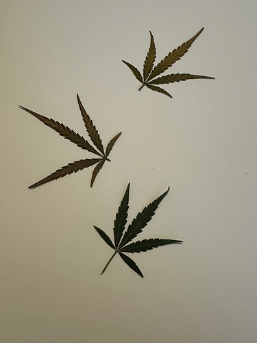 Growreport Bild 3