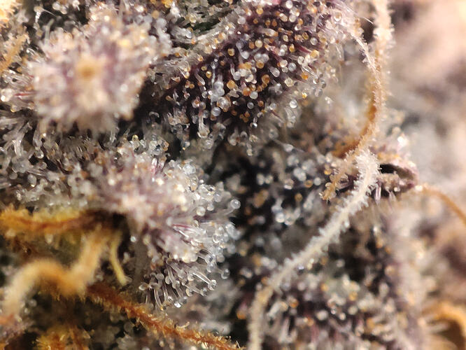 Growreport Bild 21