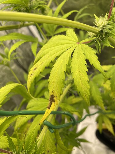 Growreport Bild 4