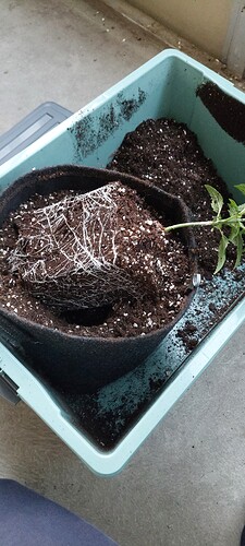 Growreport Bild 2