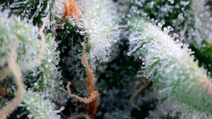 Growreport Bild 27