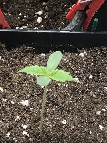 Growreport Bild 1