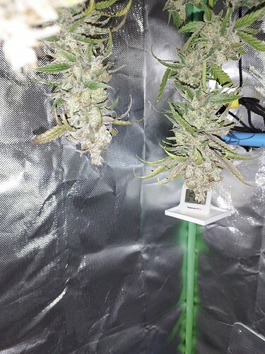 Zwei reife Cannabis-Pflanzenzweige mit dichten, harzigen Blüten, die in einer Growbox hängen. Ein Thermometer ist auf einem Stab platziert.