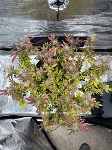 Growreport Bild 51