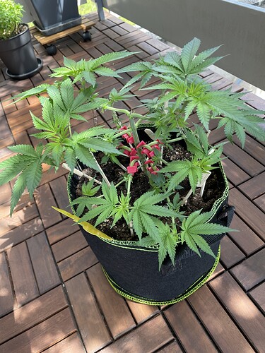 Growreport Bild 9