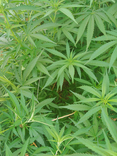 1000069114