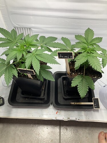 Growreport Bild 1