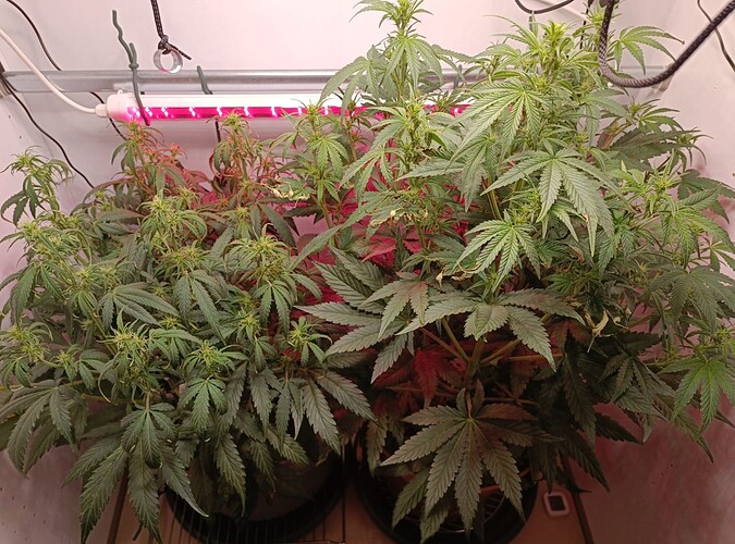 Growreport Bild 5