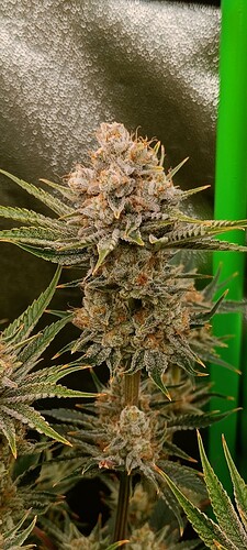 Growreport Bild 2